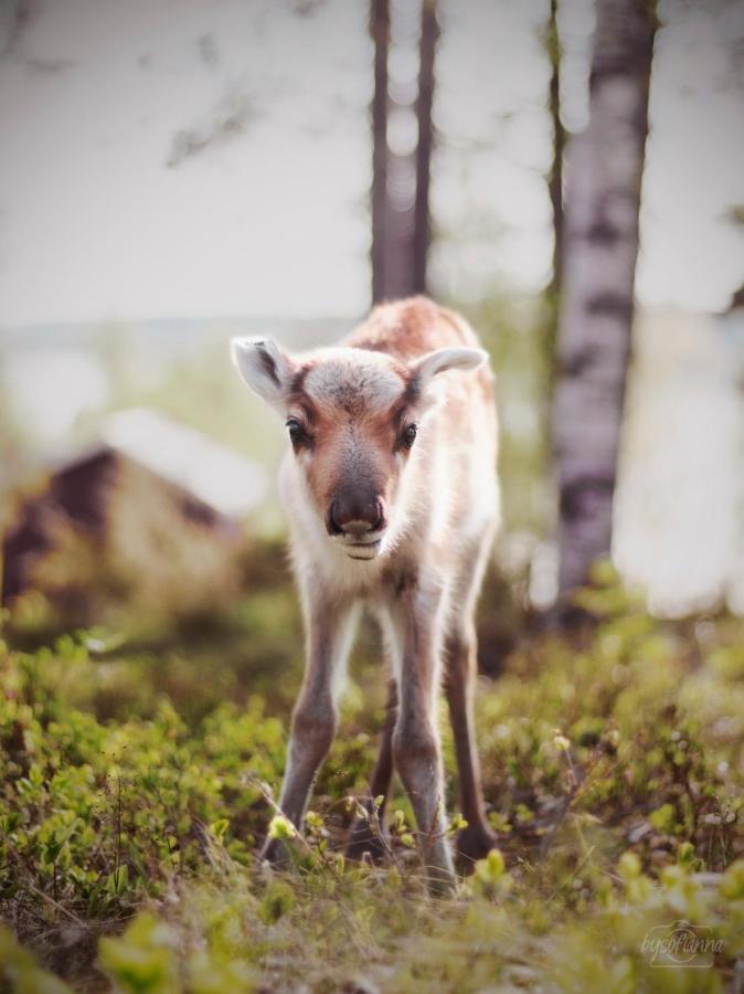 Beautiful Rural Experience With Reindeer Vila Tervola Exterior foto