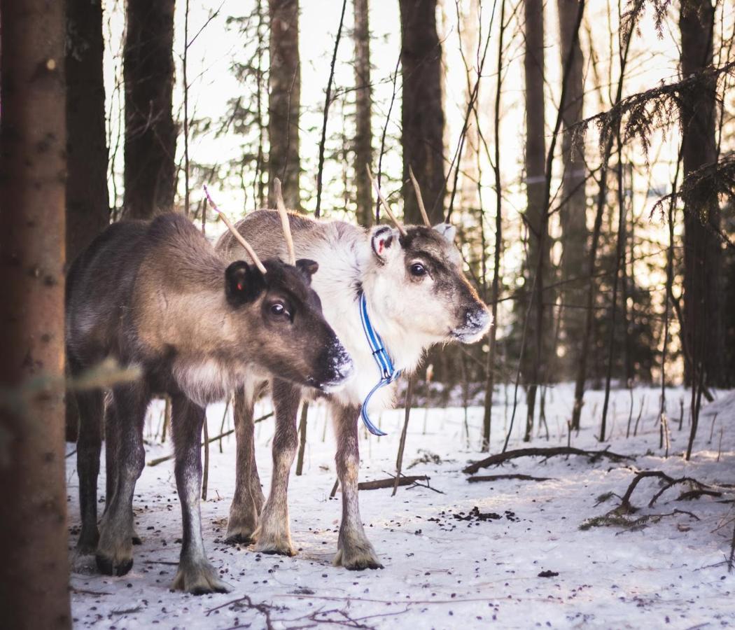 Beautiful Rural Experience With Reindeer Vila Tervola Exterior foto