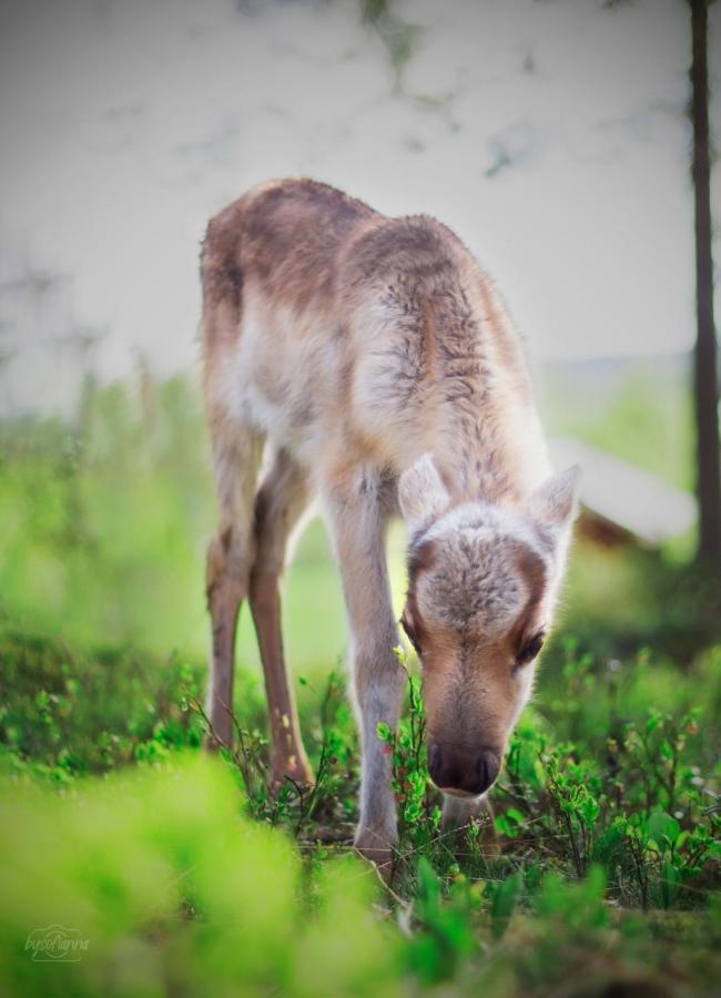 Beautiful Rural Experience With Reindeer Vila Tervola Exterior foto